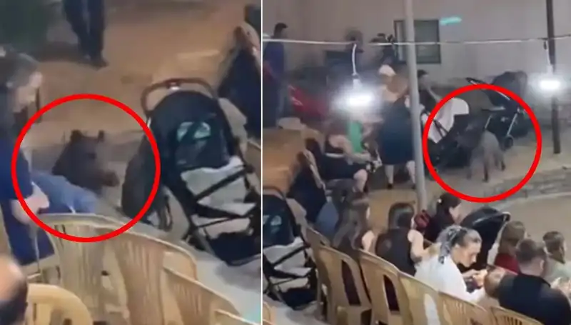 Düğün Törenini Bastı! Yaban Domuzu Göz Kamaştırdı