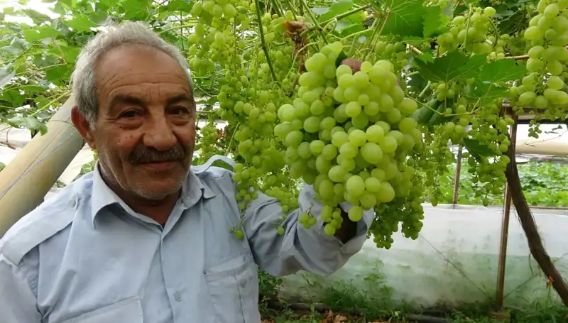 Zirai Don Alarmı: Meyve Fiyatları 250 TL’den Başlıyor!