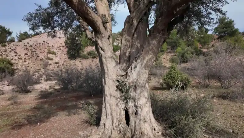 800 Yıllık Zeytin Ağacı: Tarihin Tanığı Özenle Korunuyor