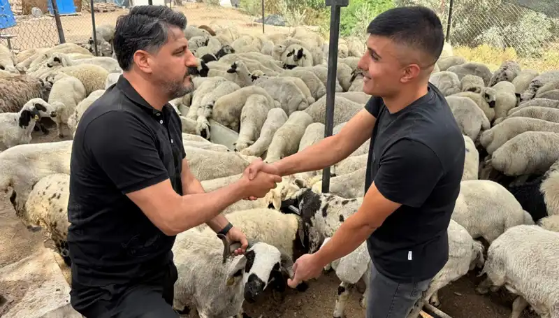 Kurbanlık Alırken Dikkat: Tuz ve Sumakla Şişirilen Koyunlar!