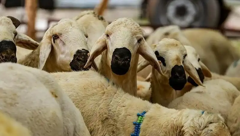 Kurban Bayramı 2023'te Ne Zaman? 9 Günlük Tatil Müjdesi Gelir Mi?