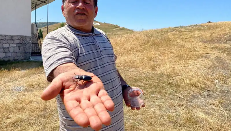 Sivas'ta Bulunan Bu Böceği Öldürmenin Cezası Tam 557 Bin TL!