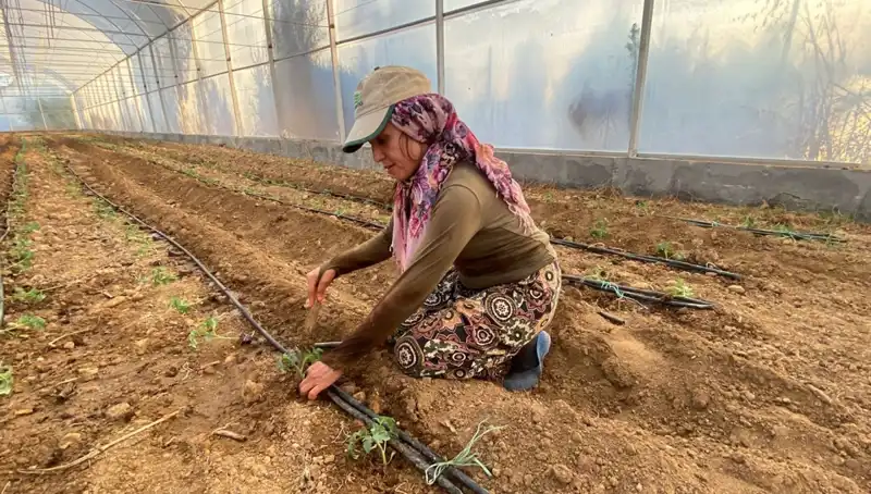 Tarımda Yeni Bir Dönem: 6 Saat Çalışan Fide Üreticileri Toprakla Buluştu