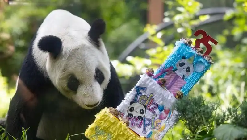 Dev Panda Xin Xin 35 Yaşında: Hayatı ve Koruma Mücadelesi