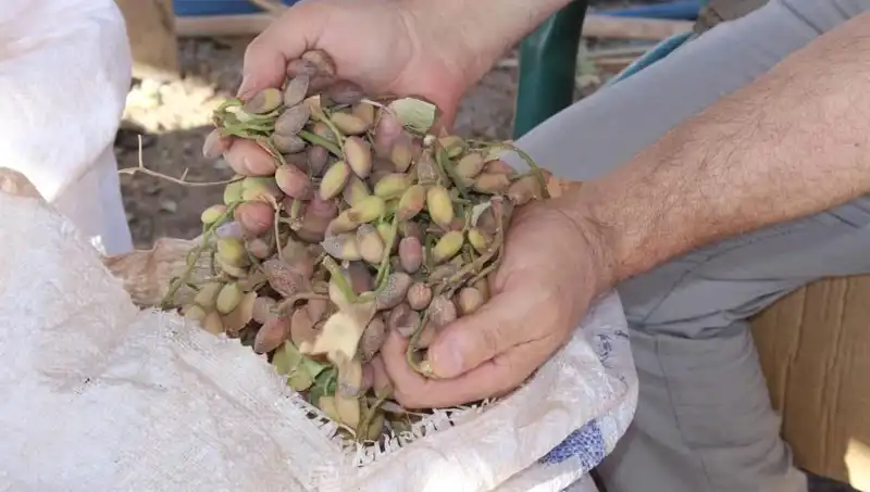 Aşırı Sıcaklar Altın Fiyatlarını Tırmandıracak mı? İşte Son Durum!