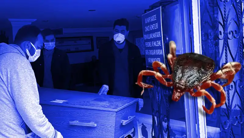 İstanbul'daki Keneler Zararsız Çıktı: Sağlık Bilimcileri Ne Diyor?