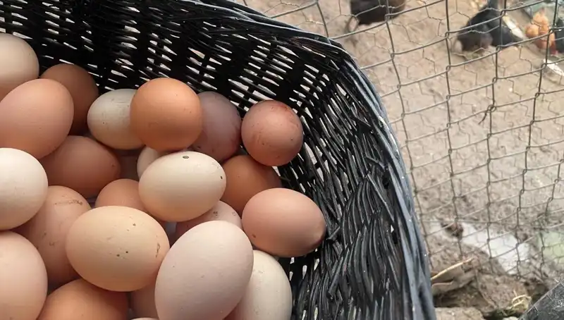 Okulların Açılması ile Proteinde Fırsat: "Mayıs Çukuru"nu Geride Bırakın!