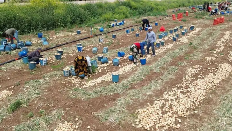 Soğan Hasadı Başladı: Fiyatlar Düşüşe Geçti, Pazar Ne Olacak?