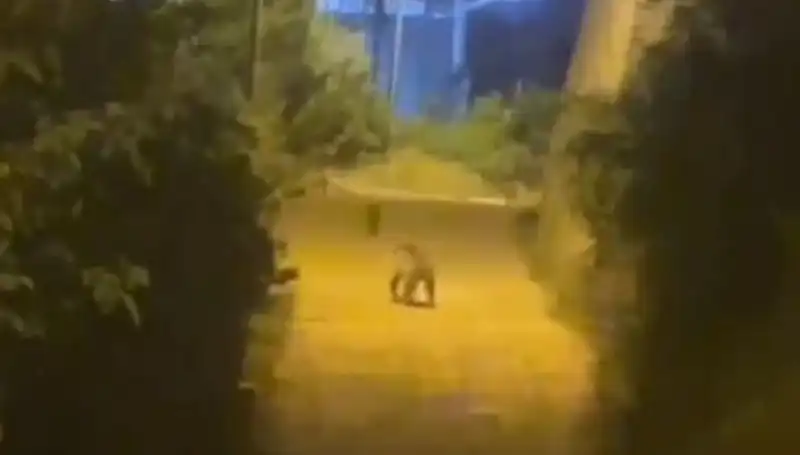 Gümüşhane'de Şehir Merkezinde Ayı Görüntülendi, Vatandaşlar Şaşkın!