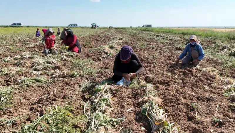 Rusya, Almanya ve İspanya'nın Antibiyotikleri: Tarımda Yeni Dönem Başladı