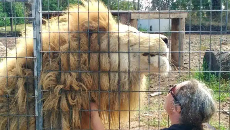 Avustralya'da Şok Saldırı: Aslan Kadının Kolunu Kafes İçinde Kaptı