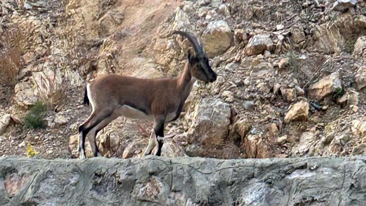 Yaban keçisini avlayan kişiye yüksek ceza