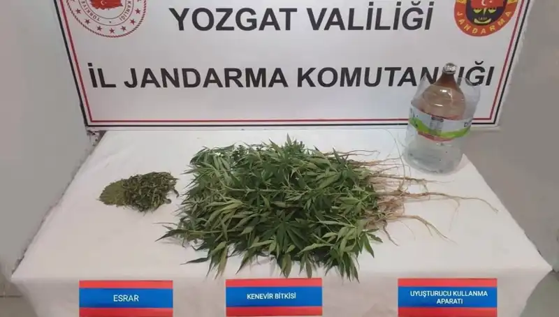 Yozgat’ta Büyük Kenevir Operasyonu: 40 Kök Ele Geçirildi!