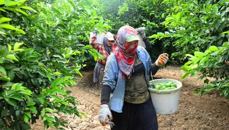 Marketteki Patates Fiyatları 150 Lirayı Aştı: Yeni Hasat Umut Aşılıyor