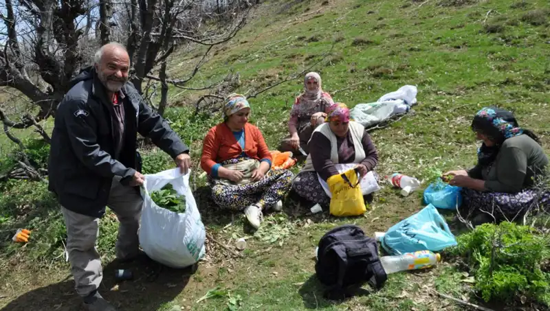 Toplamak İçin 5 Saat Yürüyenler: Yüzlerce Aileye Umut Olan Gelir Kaynağı