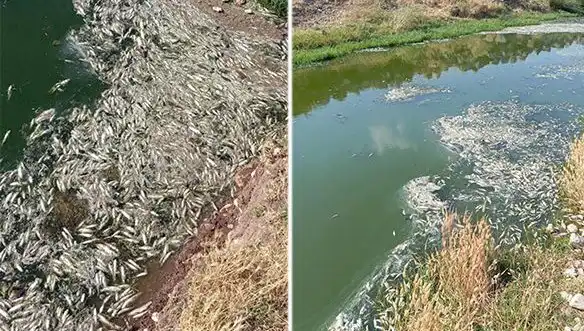 Karasu Çayı’nda Balık Ölümleri: Sebepler ve Alınacak Önlemler Neler?