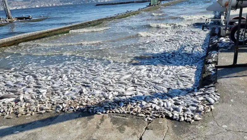 İzmir Körfezi'nde Temizlik Seferberliği Başladı, Umutlar Yeniden Yeşeriyor!