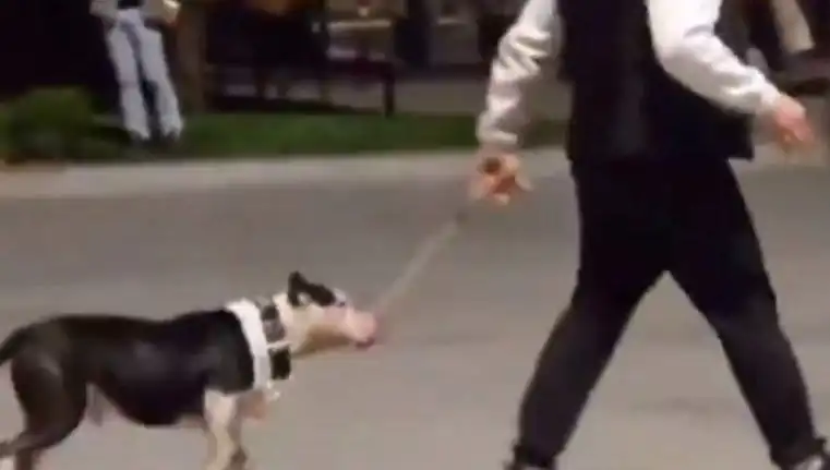 Ağızlıksız Pitbull’ün Saldırısı: Sahip Cezalandırıldı