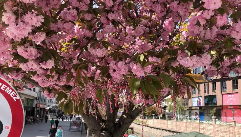Süs Erik Ağaçlarına Martenitsa Bağlandı: Geleneklerin Canlandığı Bir An
