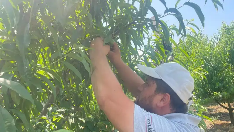 Yeni Sezon Patates İhtiyacına Kilolarca Talep: Fiyatlar 50 Liraya Ulaşıyor