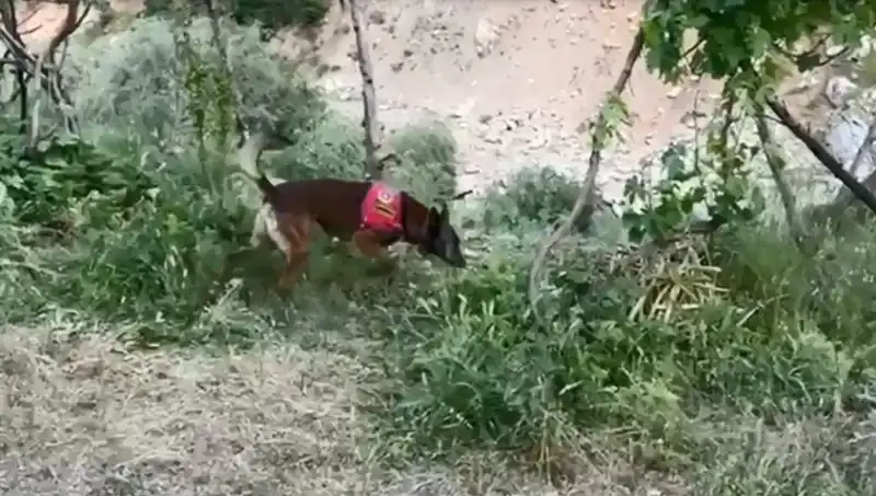 Dere Kenarına Gizlenmiş Esrar, Dedektör Köpekle Bulundu!