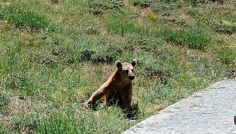 Nemrut Dağı’na Gidenlere Bozayı Dikkat: Güvenliğiniz İçin Önemli Uyarı!