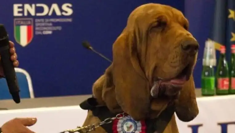 Arama Köpeğine Çivili Sosisle Yapılan Suikast ve Son Gelişmeler