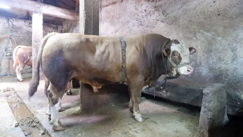1 Ton 200 Kilo Ağırlığındaki B ürünleri, Rekor Fiyatla Satışa Çıktı!