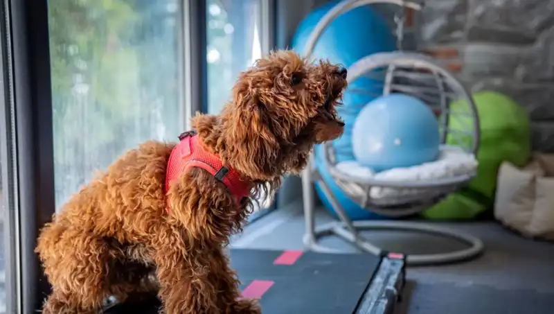 Muffin: Travmalarla Mücadele Eden Bir Kedinin Destanı