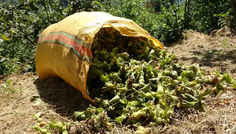 Giresun'da Fındık Hasadı Sezonu Coşkuyla Başladı, Çiftçiler Umutlu