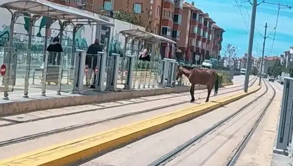 Eskişehir'de Tramvay Raylarında Başına Buyruk Bir At Gördünüz mü?